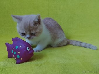 Exotické britské mačiatka - 2