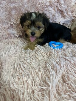 Yorkshirsky termín - 2