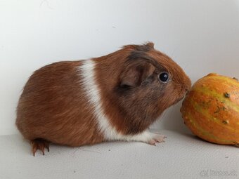 Morské prasiatka - 2