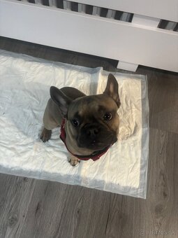 Francuzký Buldoček - 2