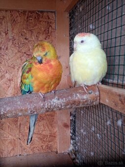 Papagaj spevavi. - 2