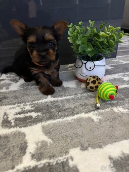 Yorkshirsky terie - 2