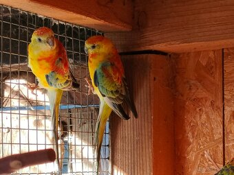 Papagáj spevavy - 2