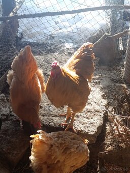 Oravka žítohnedá - 2