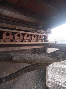 Predám papagájov kráľovských a zebričky - 2