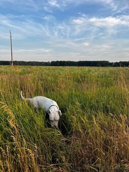 Ponúkam na krytie. - 2