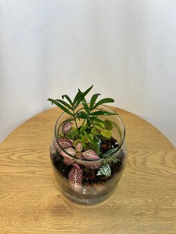 Rastlinné teráriá - 2