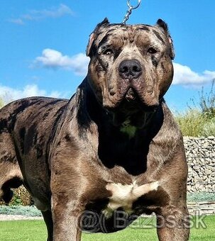 American bully xl xxl - 2