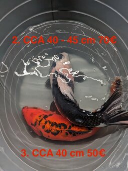 Koi Kapor - 2