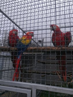 KAKADU MOLUCKY, ARA ARAKANGA (MACAO) - 2
