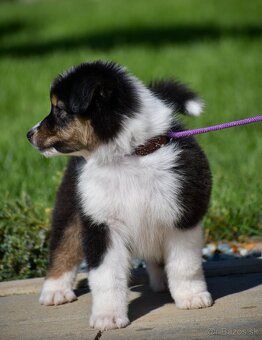 Austrálsky ovčiak-šteniatko - 2