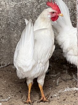 Leghorn - 2
