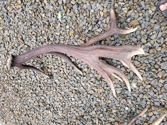 Zhody parohy jelenie - 2