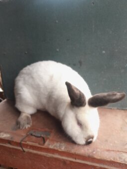 Kalifornsky cierny - 2