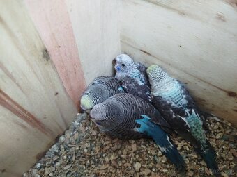 Andulka blackwings,ciernokrydla - 2