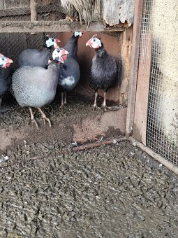 Predám 8 mesačné perličky - 2