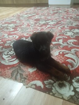 Nemecký ovčiak - 2