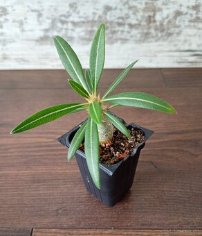 Pachypodium rosulatum - semenáče - 2