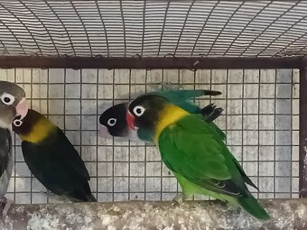 Agapornisy škraboškove - 2