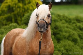 Pripustanie shetland s pp - 2