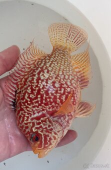 Flowerhorn Fireman s dream Kamfa full mask - 2
