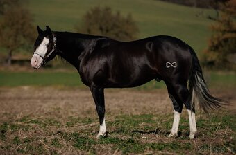 Ponúkam pripúšťanie AQH/APH - 2