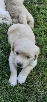 Zlatý retriever - 2