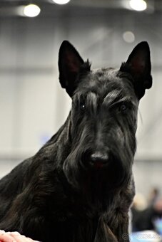 Scottish terrier - škotský teriér - 2