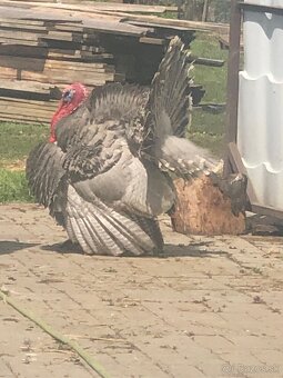 Morka Česká šedá bielolemovaná predaj - 2