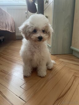 Maltipoo - 2