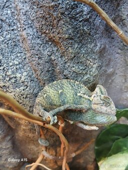 Chameleon jemensky - 2