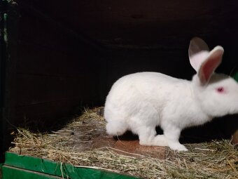 Predam králiky - 2