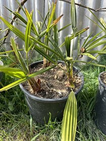 Palmy trachycarpus fortunei - 2