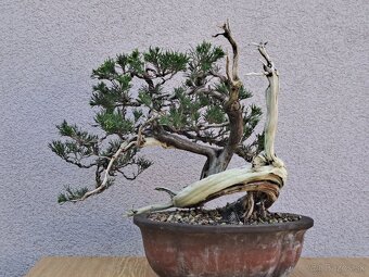 Bonsai / bonsaj - rozne, foto v prilohe, ponuka v texte - 2