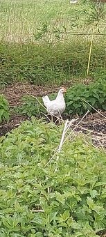 Predám leghorn - 2