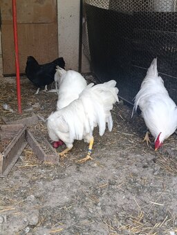 Leghorn kohút - 2