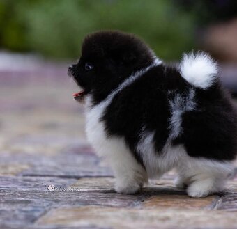 Pomeranian - 2