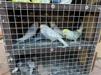 Andulky,zebricky,holubky diamantove - 2