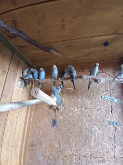 Vystavne andulky - 2