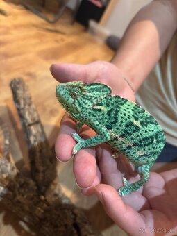 Terárium s chameleónom - 2