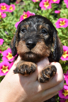 Jazvečík hrubosrstý trpasličí - králičí s PP - 2