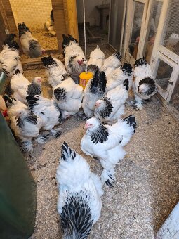 Brahmanka svetlá čierna Columbia - 2