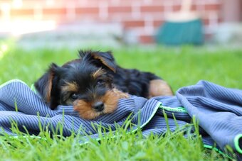 Yorkshirský teriér-York-Yorkshire-Rezervácia-do31.12 - 2