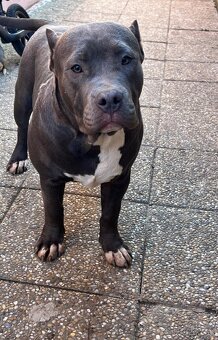American Bully - 2