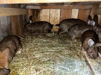 Burgundsky x cincila velka - 2