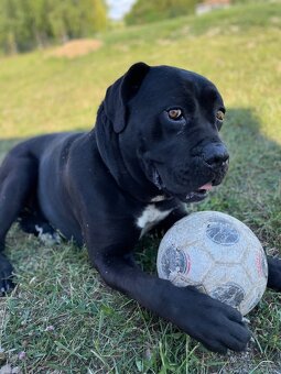 Cane Corso šteniatka - 2