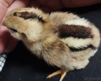 Kuriatka Araucana - 2