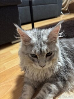 Maincoon - Kocúr s PP - 2