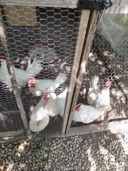 Nasadové vajcia - Leghorn - 2