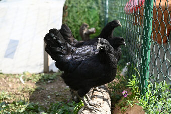 Ayam Cemani kuriatka - 2